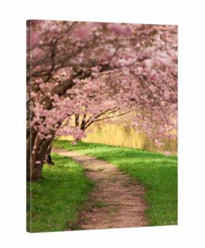 Blühende Kirschbäume am Wegesrand