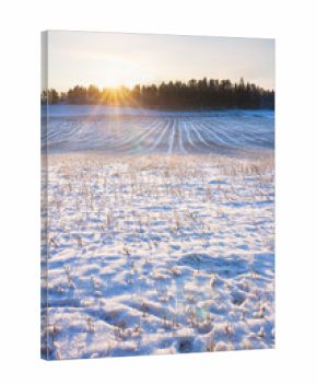 Field at winter