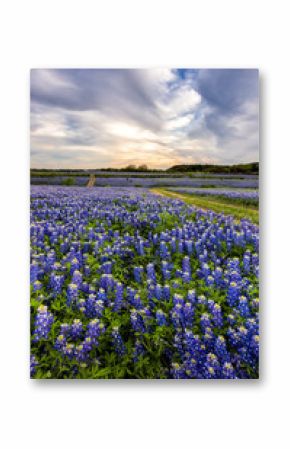 Beautiful Bluebonnets field at sunset near Austin, Texas.