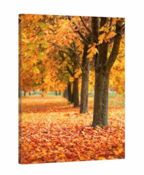 Park at fall with beautiful autumn colors