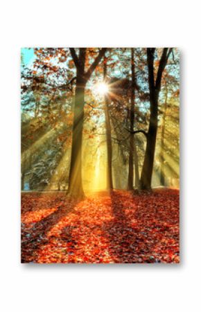 Morning sunrays in late autumn forest
