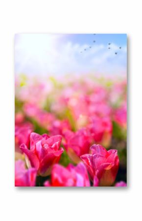 spring floral background  fresh tulip flower on blue sky backgro