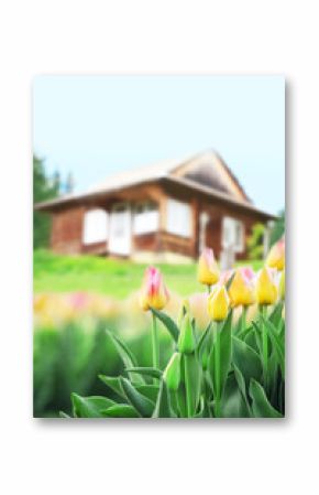 Beautiful spring flowers near countryside house