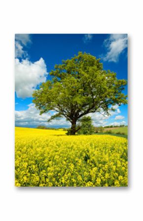 Mighty Oak Tree in Field of Rapeseed under Blue Sky with Clouds, Spring Landscape