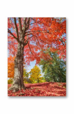Colorful autumn trees at a park in New England. Maple tree leaves forming a beautiful red blanket.