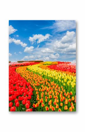 Rows of red, orange and yellow tulip flowers stripes under blue sky, Netherlands