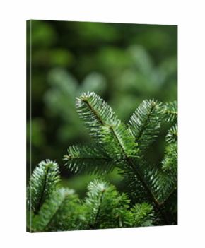 Christmas tree branch close up