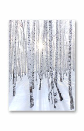 Snowcovered birch forest and rays of the sun