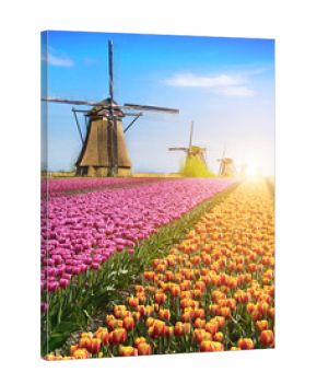 Magical fairy fascinating landscape with flowers tulip field in Holland, Europe at sunlight (meditation, anti-stress, Harmony - concept)