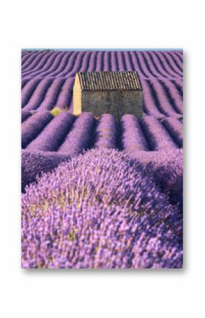 Lavender fields in Valensole with stone house and trees in morning Summer light. Plateau de Valensole, Alpes de Hautes Provence, France