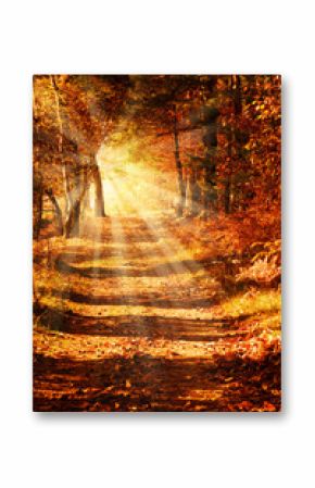 Sunny forest path in autumn