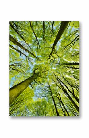 Forest of Tall Beech Trees in Early Spring, low angle shot, fresh green leaves