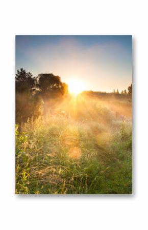 landscape with sunrise and forest and meadow