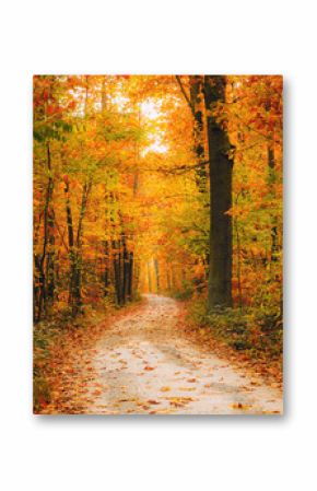 Pathway in the autumn forest