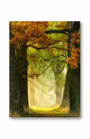 Footpath through Avenue of Oak and Ash in Autumn, Morning Fog illuminated by Sunlight