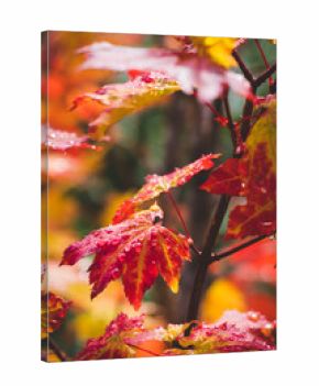 A maple leaf covered in dew on a sunny afternoon