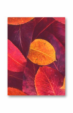 Red and yellow autumn leaves background / texture