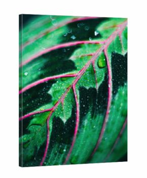 Macro close up of calathea leaves
