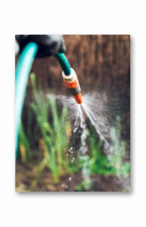 Adult male gardener watering plants in garden