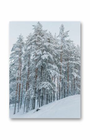 Beautiful winter pine forest