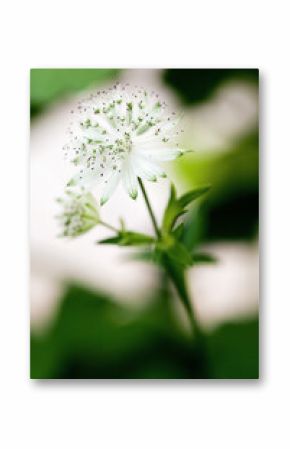 White masterwort (Astrantia major Snowstar) flower and leaves on blurry background