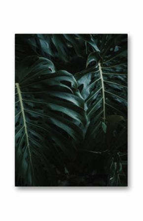 Beautiful shiny green leaves of Monstera deliciosa tree growing in tropical garden on sunny day