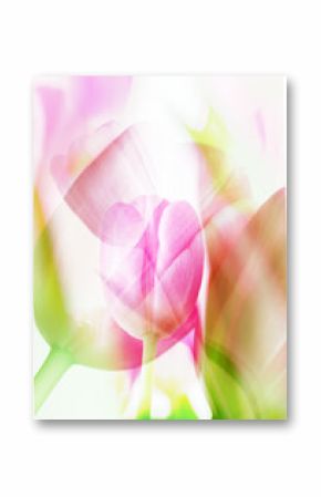 Pink tulips double exposure