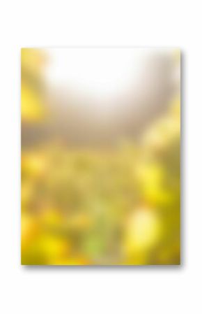 Blurry of autumn trees on a sunny day