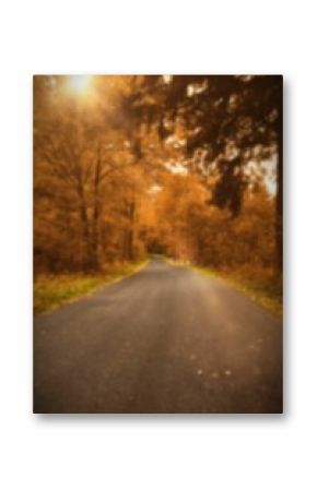 Road amidst trees during autumn