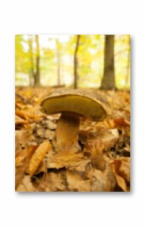 Mushroom growing during autumn