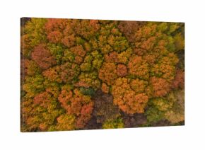 Top view of the colorful autumn city park. Beautiful view of nature.