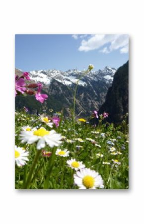 Blumenwiese mit Gebirge im Hintergrund