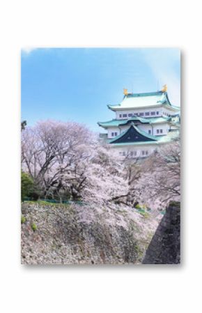 桜と名古屋城