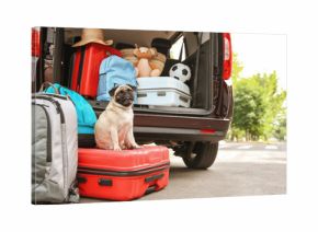 Car trunk with cute pug and luggage. Travel concept