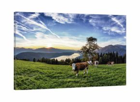 Lake Millstatt Herd Of Cows Sunset