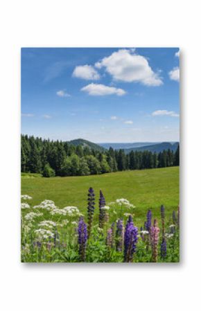 Turyński las w lecie z halną łąką