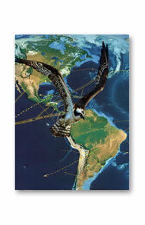 Incredible Journey: An Illustrative Map Representing the Migration Patterns of the Osprey
