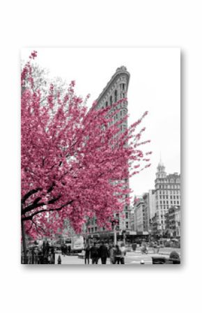 Pink flowers blossom on a tree in a black and white cityscape scene with people walking through Madison Square Park in Midtown Manhattan, New York City