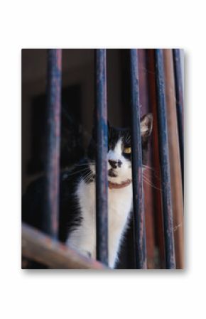 Black and white cat looking through metal bars
