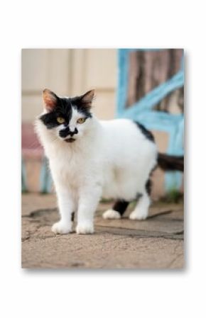 Black and white cat on a sidewalk.