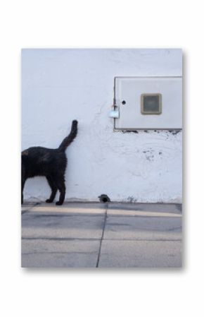 Black Cat by White Wall