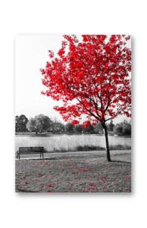 Red Tree Over Park Bench