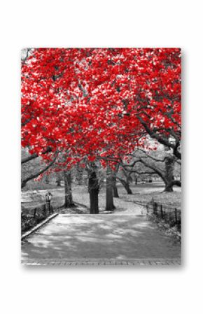 Canopy of red trees in surreal black and white landscape scene in Central Park, New York City
