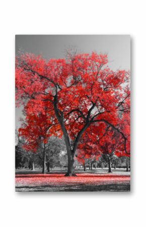 Big Red Tree in surreal black and white landscape scene