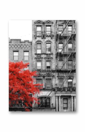 Red tree in black and white street scene in the East Village of Manhattan in New York City