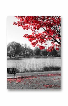 Red tree above an empty park bench in a black and white fall landscape