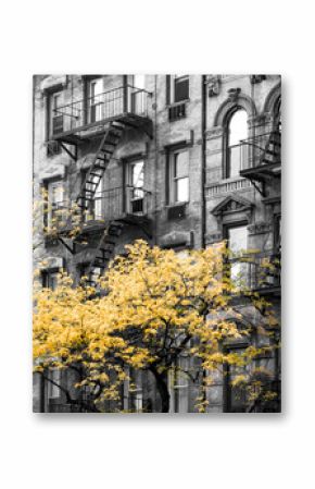 Golden yellow fall trees contrast against old brick apartment buildings in black and white - 3rd Avenue in Manhattan, New York City