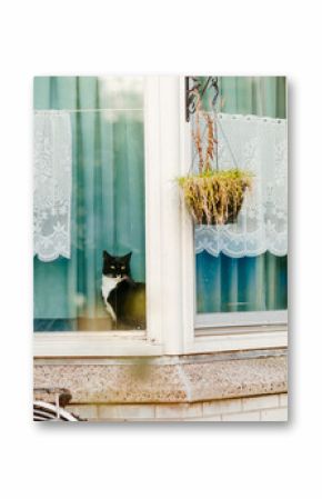 Cat in Amsterdam window with bicycle