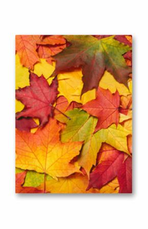 Autumn mood background. Fallen autumn dried leaves background. Colorful, variegated foliage. Flat lay, top view, copy space.