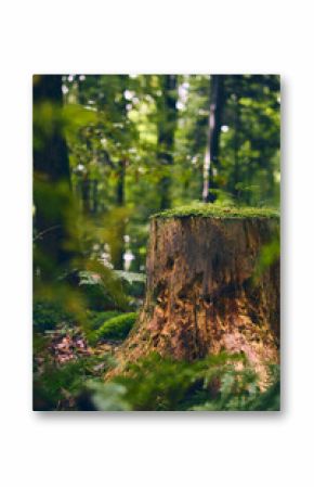 Moss covered tree stump in forest. High quality photo